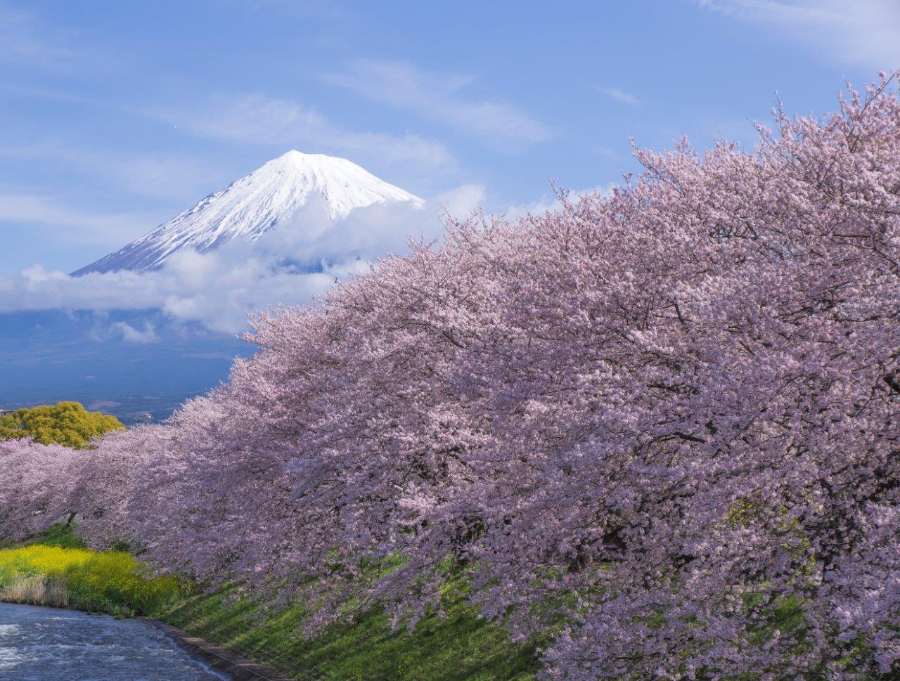 満開の桜と富士山 アマチュアカメラマン投稿ギャラリー 富士山 Chafuka