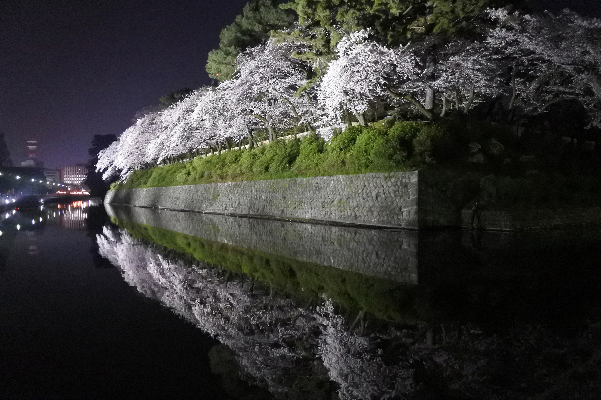 駿府城公園 夜桜 観光 Chafuka