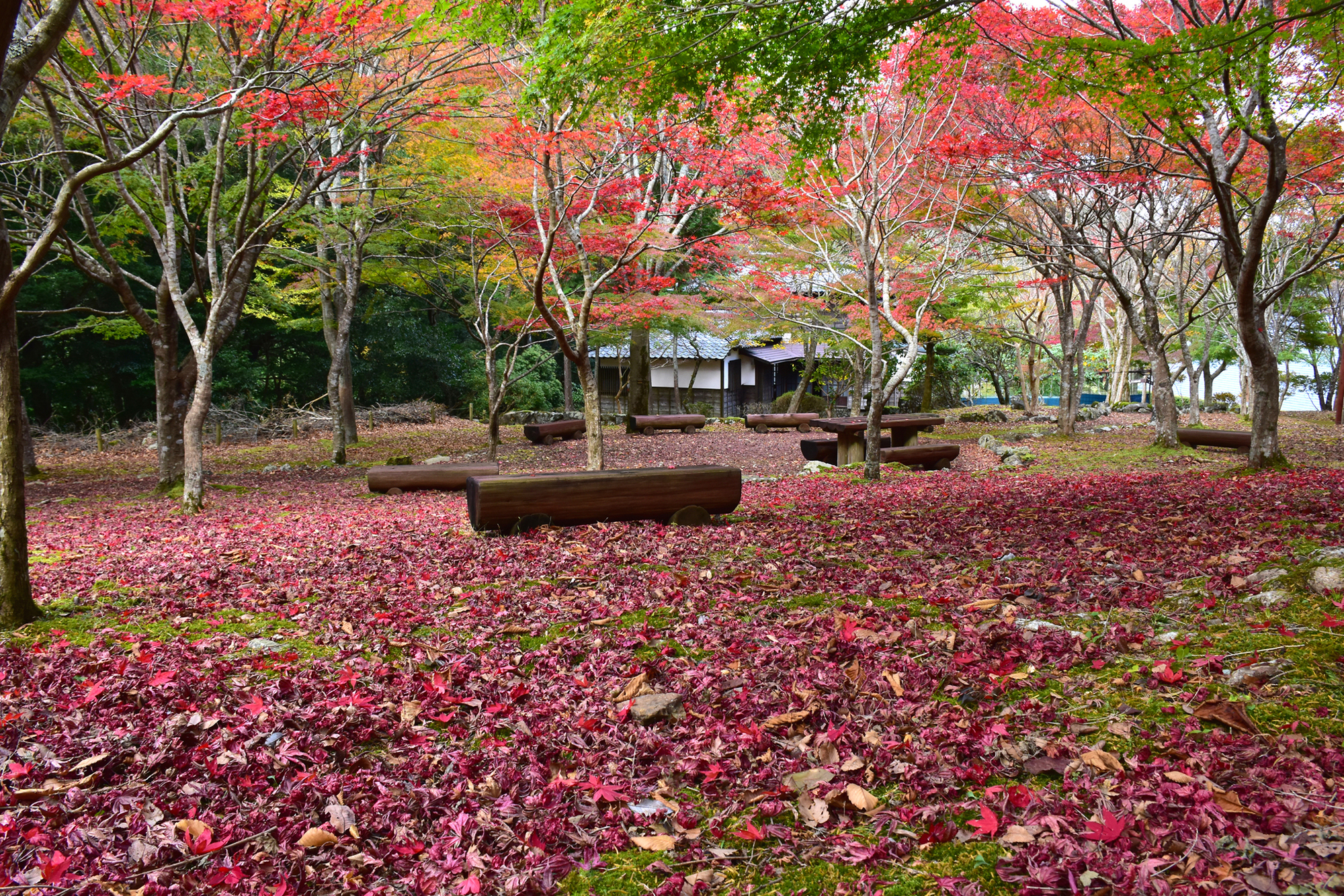 道の駅 天城越え 紅葉 楽シズ Chafuka 静岡観光情報 Chafuka