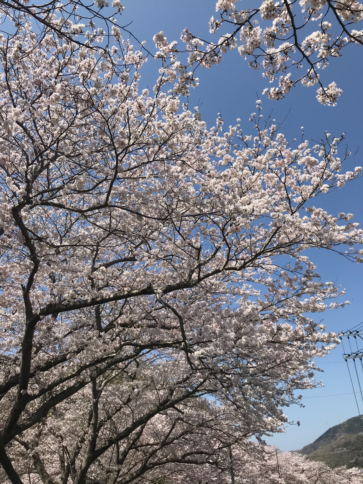 松崎町 那賀川沿いの桜並木 楽シズ Chafuka 静岡観光情報 Chafuka