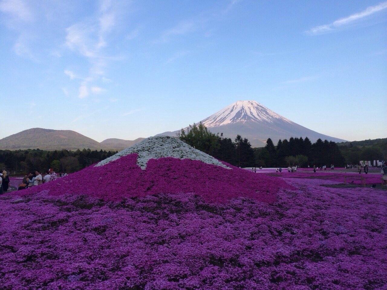 富士芝桜と富士山 Mt Fuji View Spot 富士山 Chafuka