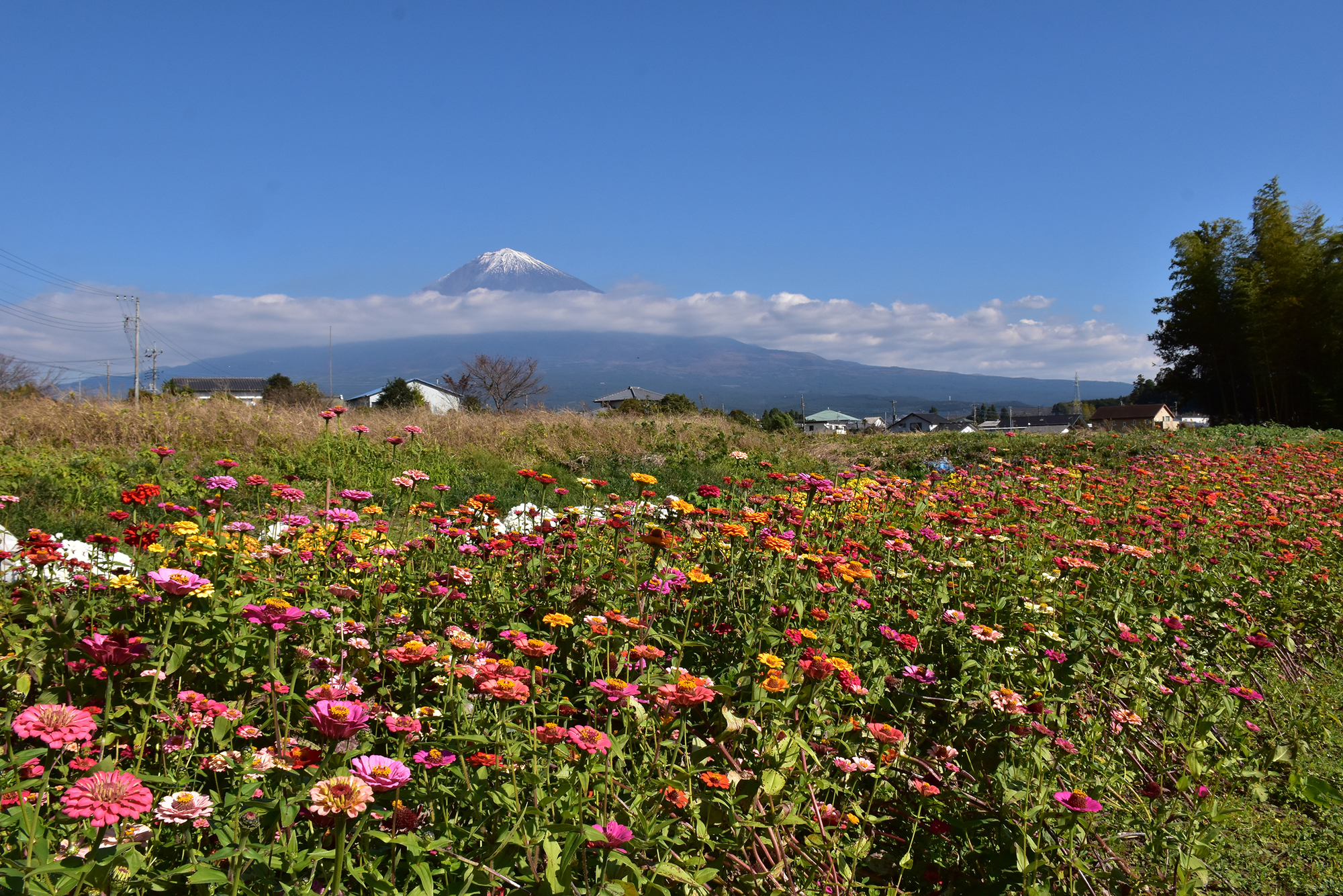 クッションマムと富士山 南条の里 Mt Fuji View Spot 富士山 Chafuka