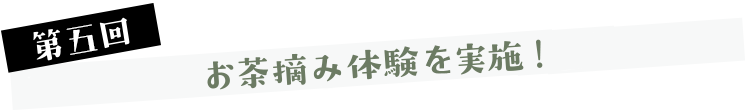 第五回 お茶摘み体験を実施！