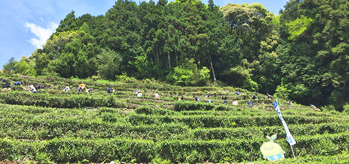 奥長島の緑に囲まれた茶畑で新茶のお茶摘みをご体験いただきます。