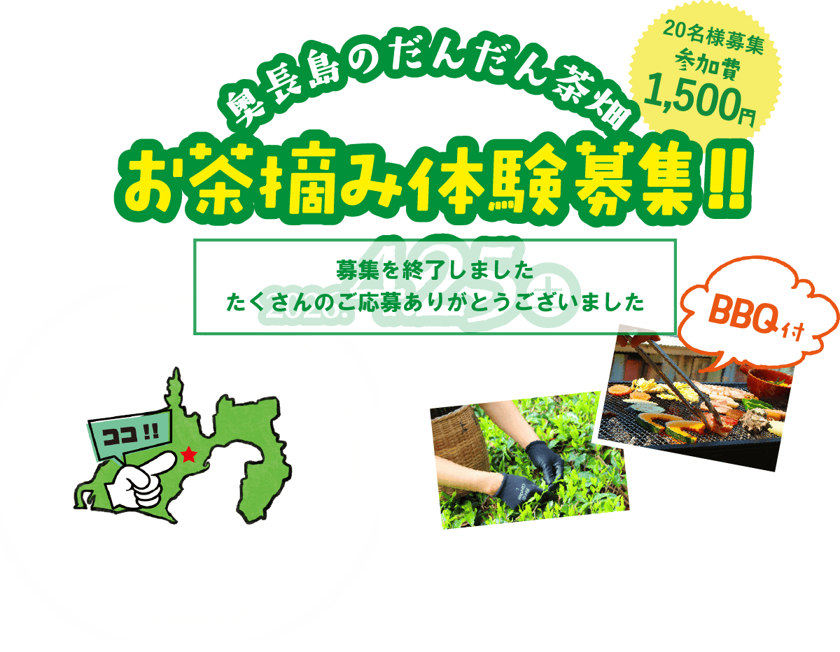 奥長島のだんだん茶畑 お茶摘み体験募集!!BBQ付