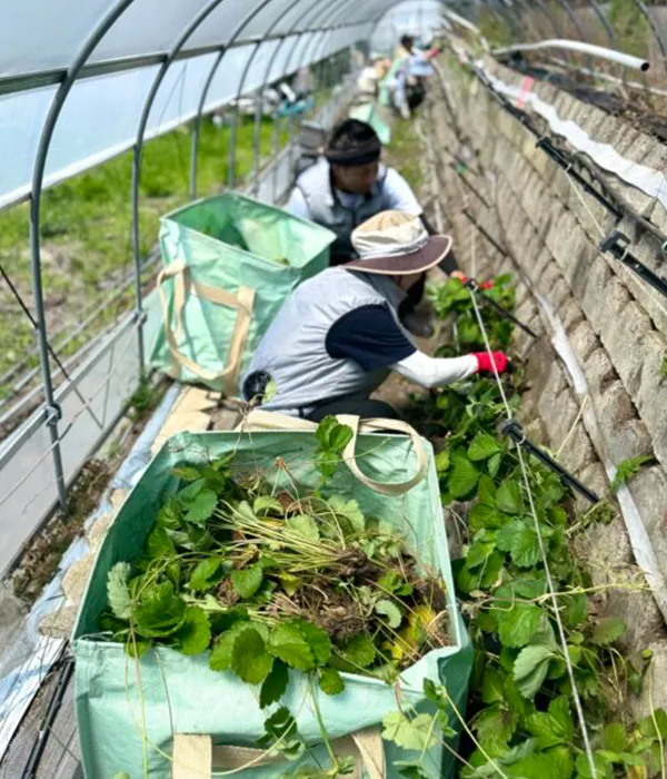 いちご狩りの様子1