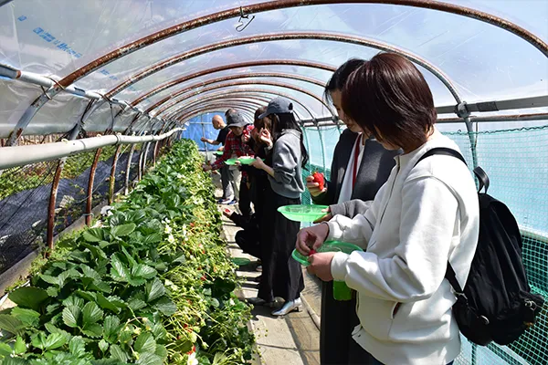 いちご狩り体験の様子①