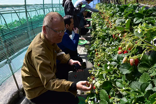 いちご狩り体験の様子②