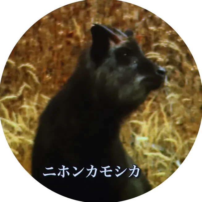 ニホンカモシカ