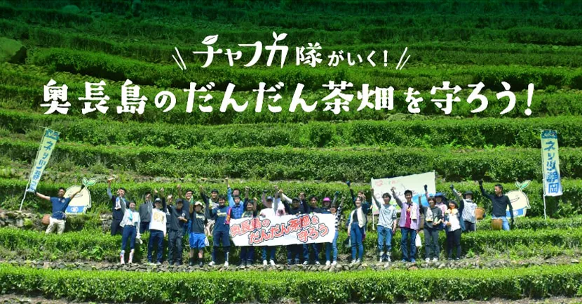 「だんだん茶畑」保全活動