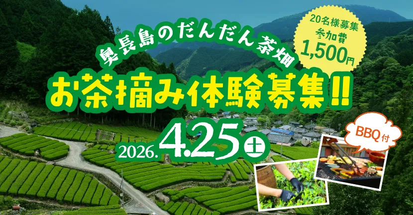 奥長島のだんだん茶畑 お茶摘み体験募集！！